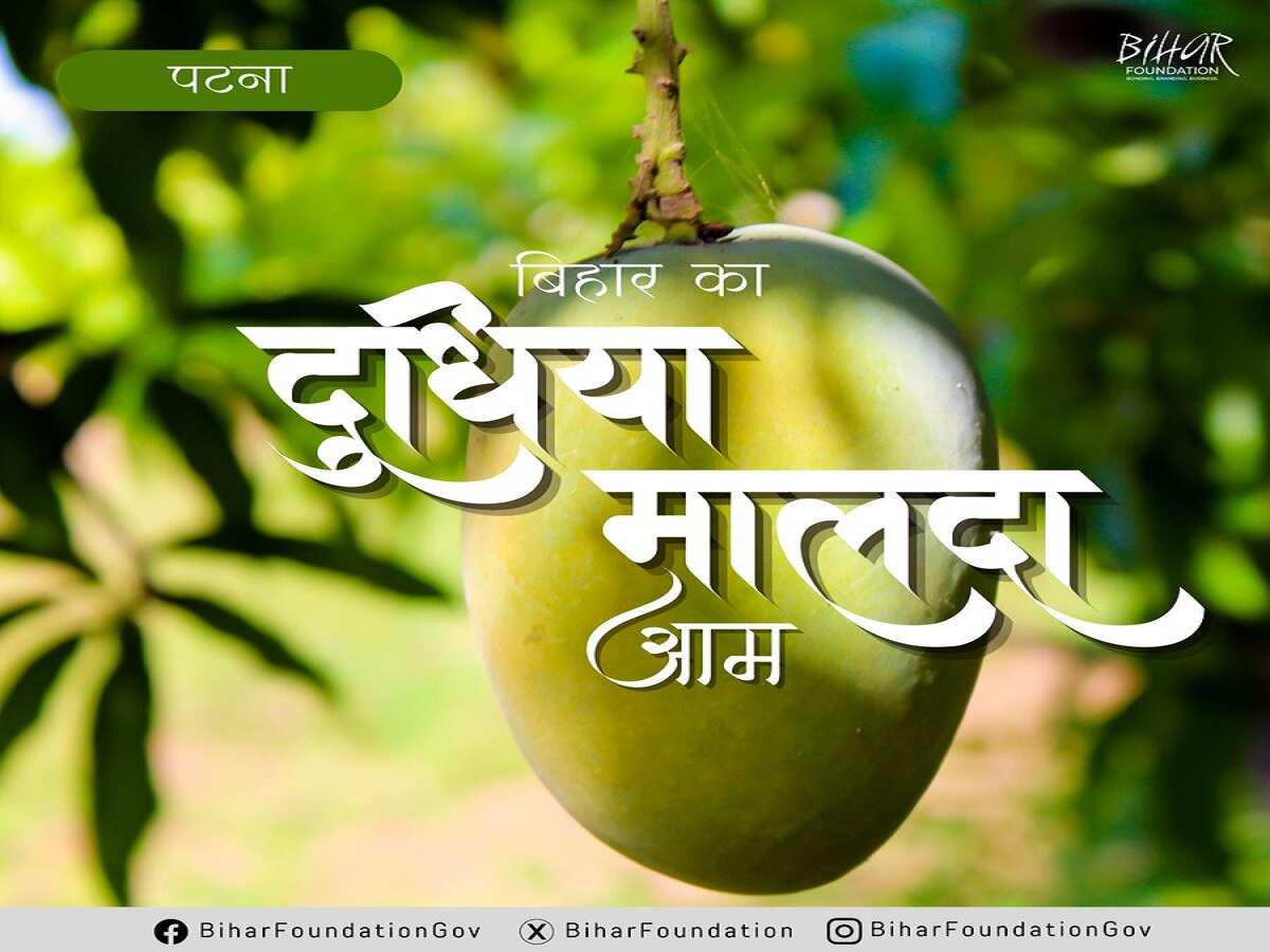 दूधिया मालदा दूधिया मालदा