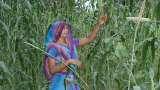 किसानों के लिए वे बड़ी योजनाएं जिन्हें अपनाकर दोगुनी कर सकते हैं कमाई Farmers Income: Farmers Schemes PM-Kisan Samman Nidhi Yojana KCC, PM KUSUM Yojana