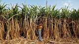 चीनी निर्यात कोटे में इजाफा, मिलों पर किसानों का 15,000 करोड़ बकाया sugar mills to pay Cane farmers over Rs 15000 cr in dues