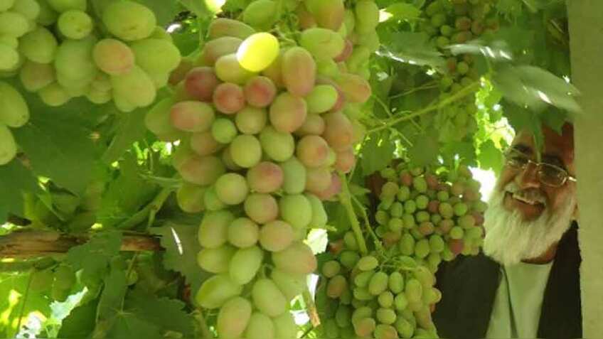 अफगानिस्तान के कृषि उत्पादों का मुंबई में होगा प्रदर्शन, 'पैसेज टू प्रोस्परिटी' का आयोजन