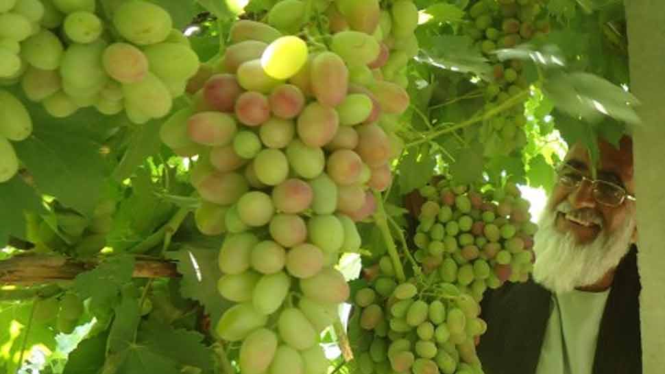 अफगानिस्तान के कृषि उत्पादों का मुंबई में होगा प्रदर्शन, 'पैसेज टू प्रोस्परिटी' का आयोजन