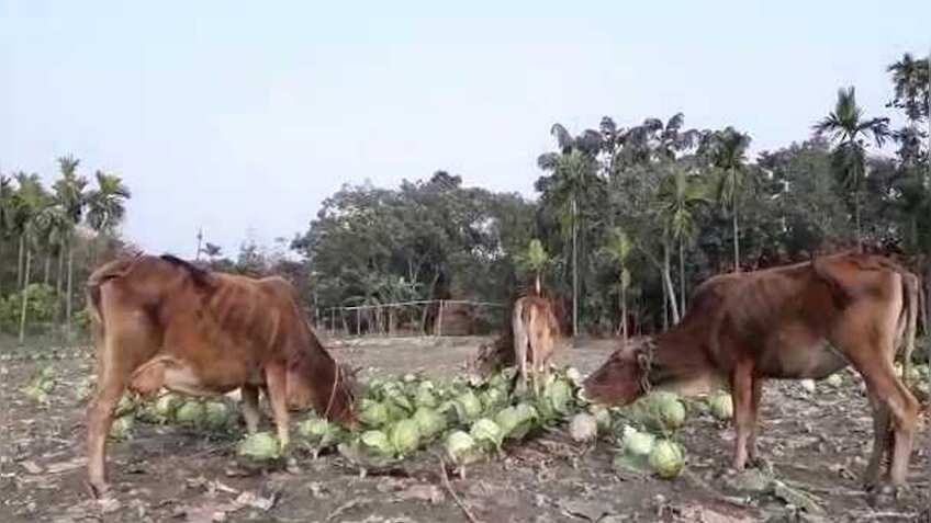 गोभी की फसल किसानों के लिए बनी मुसीबत, नहीं मिल रहे हैं खरीदार