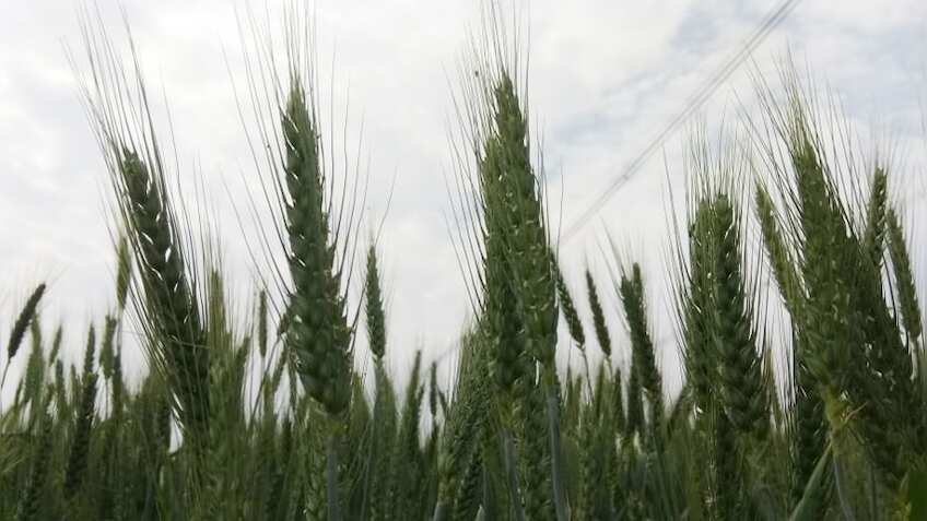 इंजीनियरिंग छोड़ शुरू की खेती, दाम के साथ कमा रहे हैं देश-विदेश में नाम