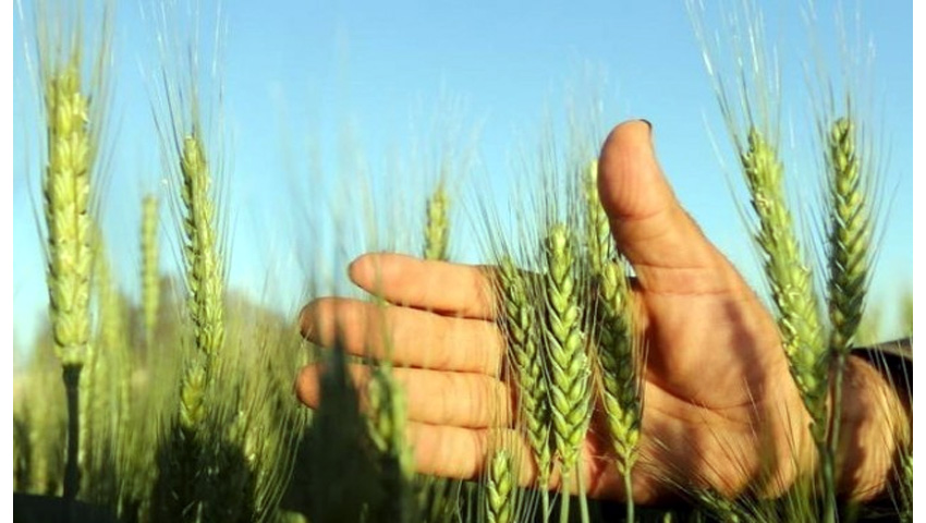 फसल बीमा दावों की जानकारी अब स्थानीय भाषा में भी, इरडा ने कंपनियों को जारी किया फरमान