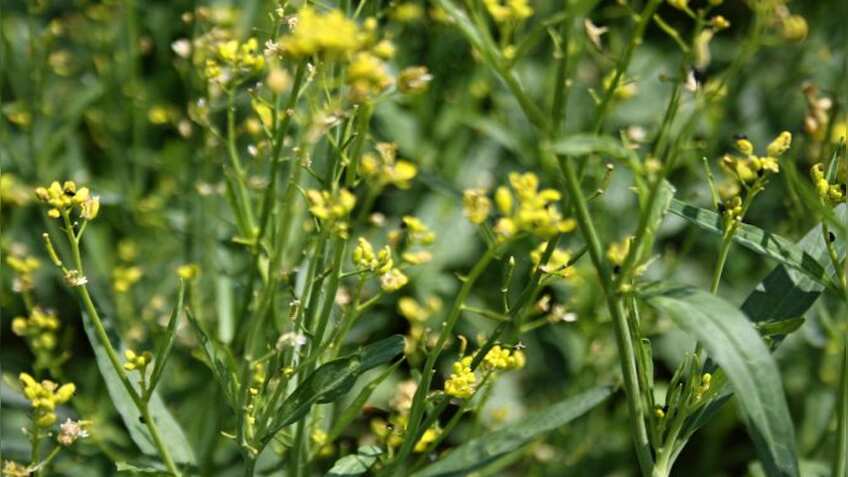 सरकारी खरीद होने से तेल तिलहन में सुधार, सरसों के भाव में सुधार