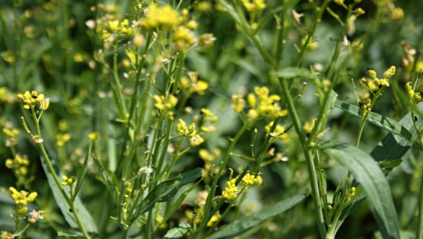 सरकारी खरीद होने से तेल तिलहन में सुधार, सरसों के भाव में सुधार