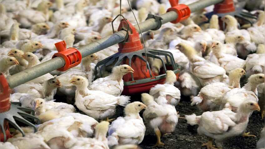 पॉल्ट्री किसानों की मुश्किलें बढ़ीं, मक्का बीज के दाम में भारी उछाल, उपलब्धता भी कम