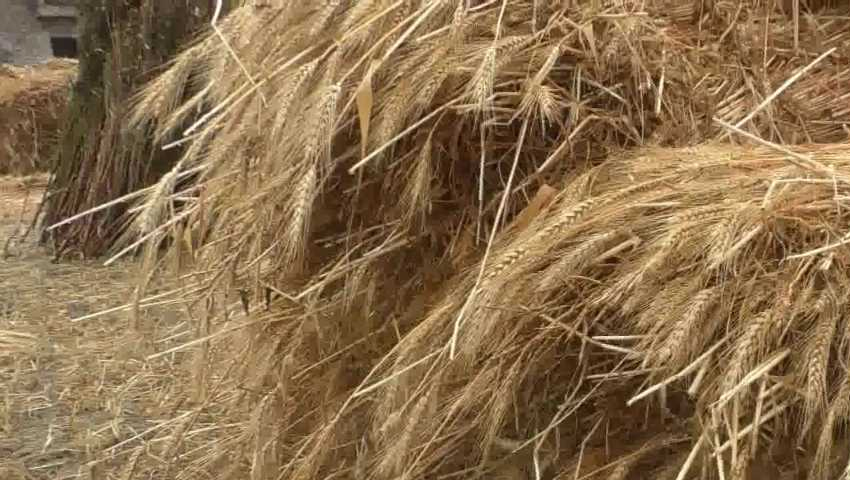 किसानों को बड़ी राहत, बारिश से खराब हुए गेहूं को भी खरीदेगी सरकार