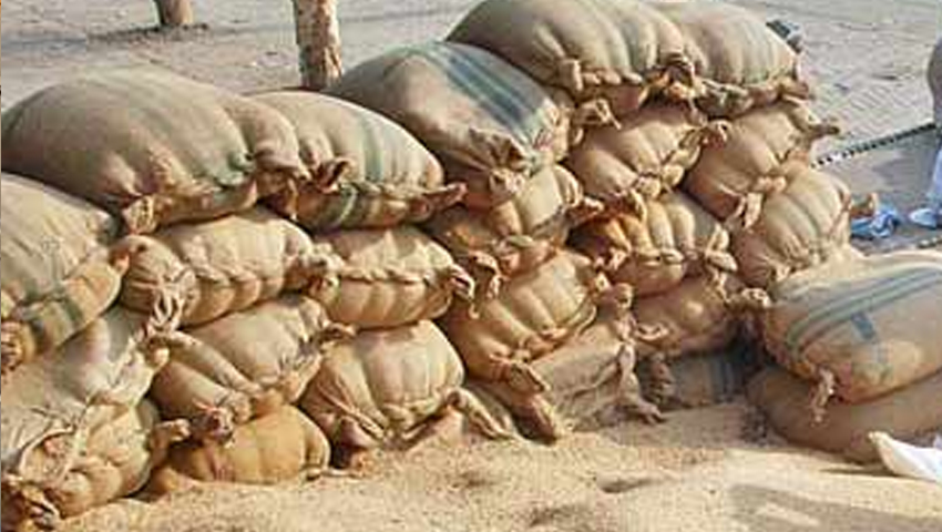 गेहूं की सरकारी खरीद जारी, 323 लाख टन हुआ गेहूं का भंडार