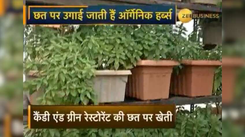 गो ग्रीन : मुंबई में रेस्‍त्रां की छत पर हो रही मसालों की खेती
