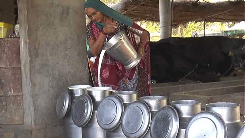 गांव की महिला का कमाल, पशुपालन के काम से ही कमाए सालाना 80 लाख रुपए
