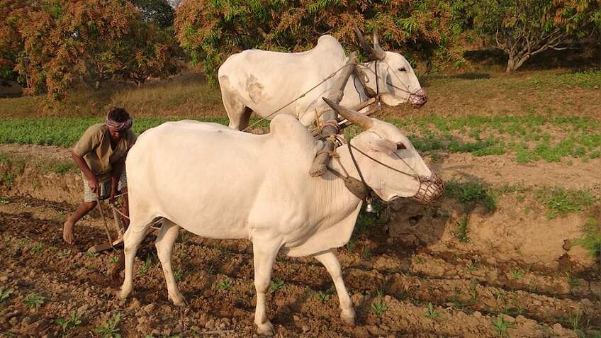 जानिए क्या है 'जीरो बजट खेती', वित्त मंत्री निर्मला सीतारमण ने बजट में रखा है इसका प्रस्ताव