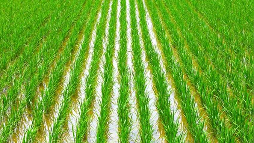 खरीफ फसलों की बुआई की रफ्तार सुस्त, कपास और मक्का का रकबा बढ़ा