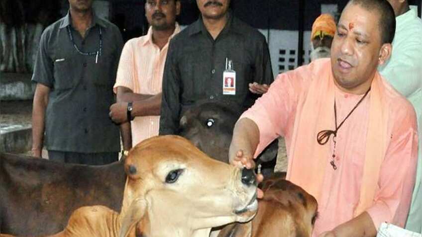 गाय पालने वालों को सरकार देगी पैसे, यूपी सरकार की नई योजना का ऐलान