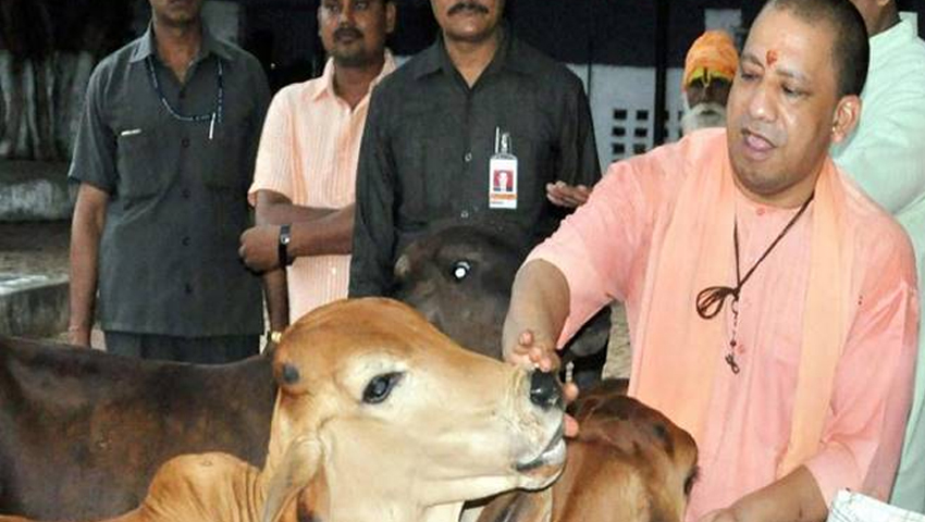 गाय पालने वालों को सरकार देगी पैसे, यूपी सरकार की नई योजना का ऐलान