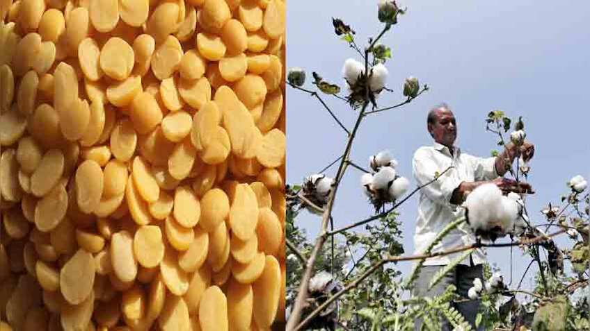 इस साल अरहर, सोयाबीन और कपास की होगी बंपर खेती, जानें क्या है वजह