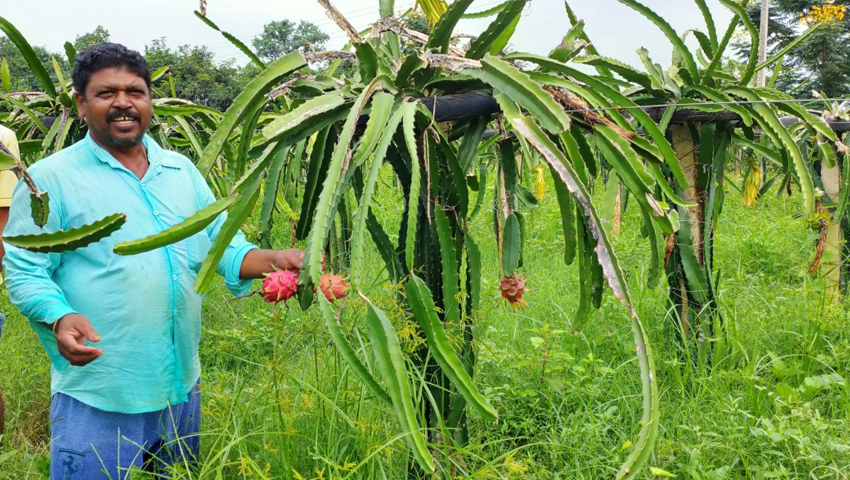 Dragon Fruit: एक बार पैसा लगाएं, 25 साल तक मुनाफा कमाएं