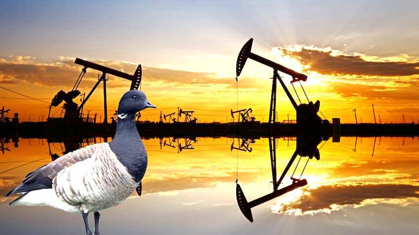 पक्षी के नाम पर रखा था Brent Crude का नाम, जानिए कच्चे तेल की पूरी कहानी
