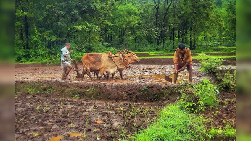 दालों पर मॉनसून की मार, प्रोडक्‍शन घटने से चढ़ सकते हैं दाम
