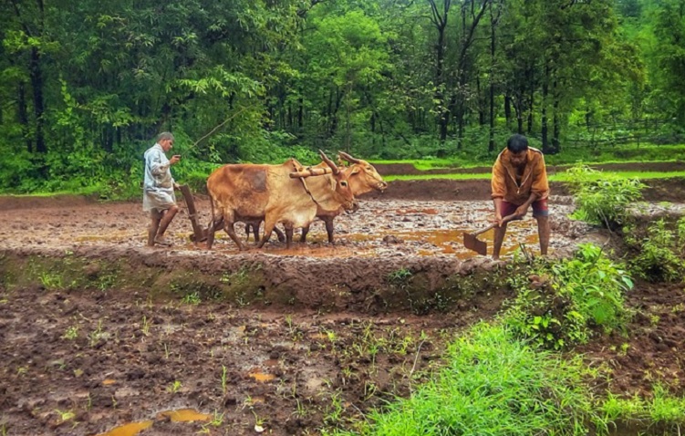 दालों पर मॉनसून की मार, प्रोडक्शन घटने से चढ़ सकते हैं दाम