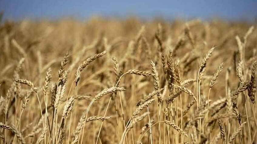 मोदी सरकार ने दिया किसानों को दिवाली गिफ्ट, MSP में किया इजाफा