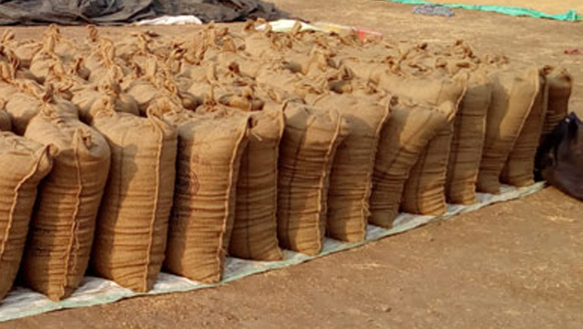 पंजाब में सरकार ने खरीदा 54 लाख टन धान, किसानों के खाते में आए ₹4,695 करोड़