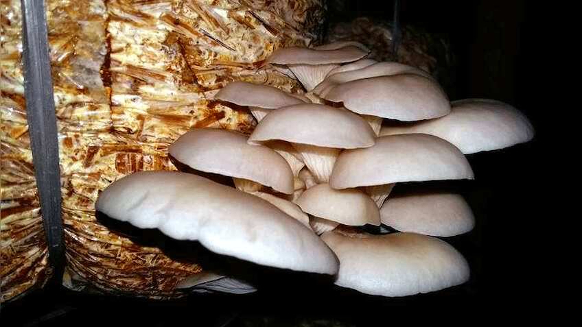 मशरूम की खेती से मोटा मुनाफा कमा रहे हैं किसान, आप भी शुरू कर सकते हैं ये काम