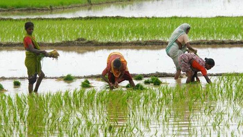 कीटनाशक से खराब हुई फसल तो मिलेगा मुआवजा, सरकार लाएगी पेस्टीसाइड मैनेजमेंट बिल 2020