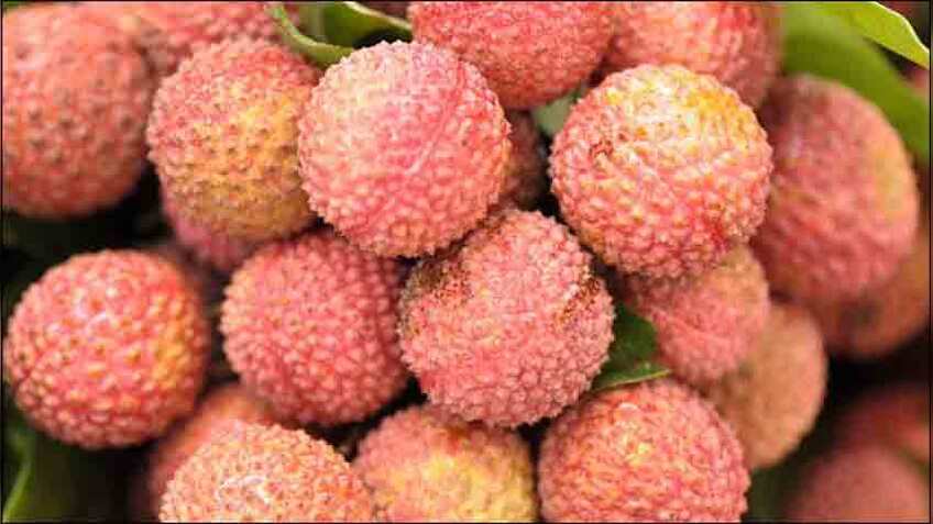 Coca-Cola बिहार में करेगी 11000 करोड़ रुपये का निवेश, लीची किसानों की बदलेगी किस्मत