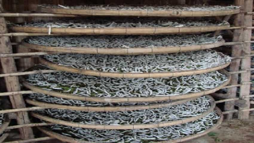 Sericulture business