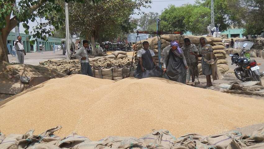 गेहूं की बंपर पैदावार