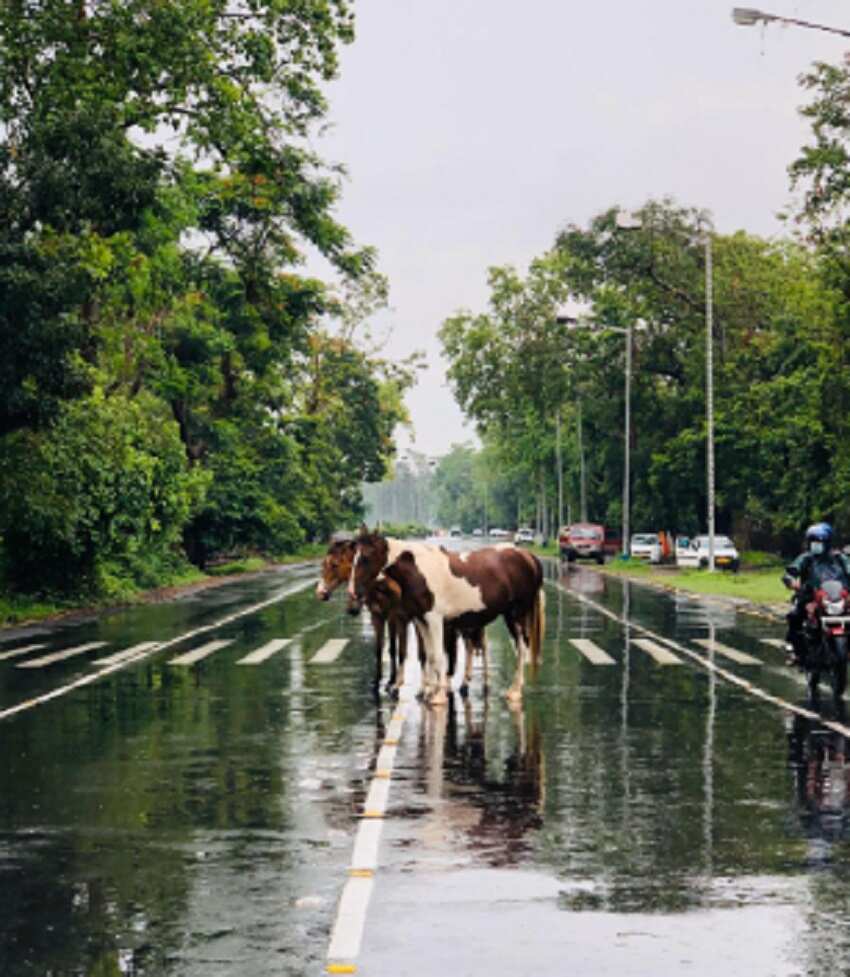 15 जून तक पहुच सकता है बिहार 