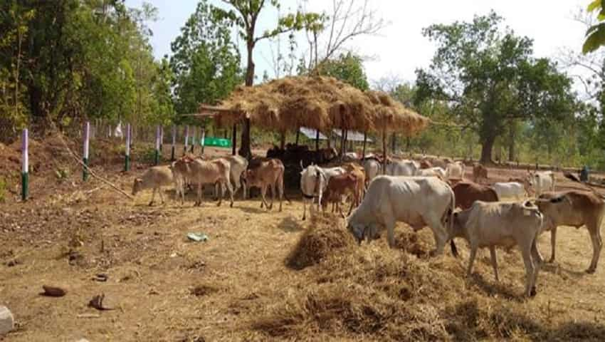 गाय पालन को बढ़ावा 