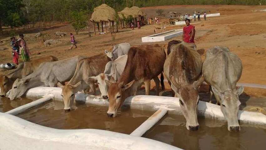 गोबर खरीदेगी सरकार