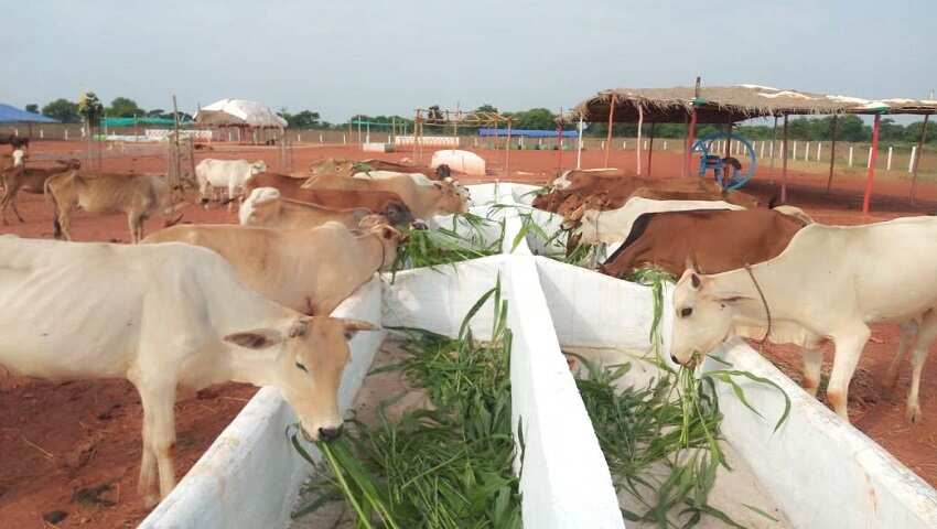 गौ-पालन बनेगा फायदेमंद