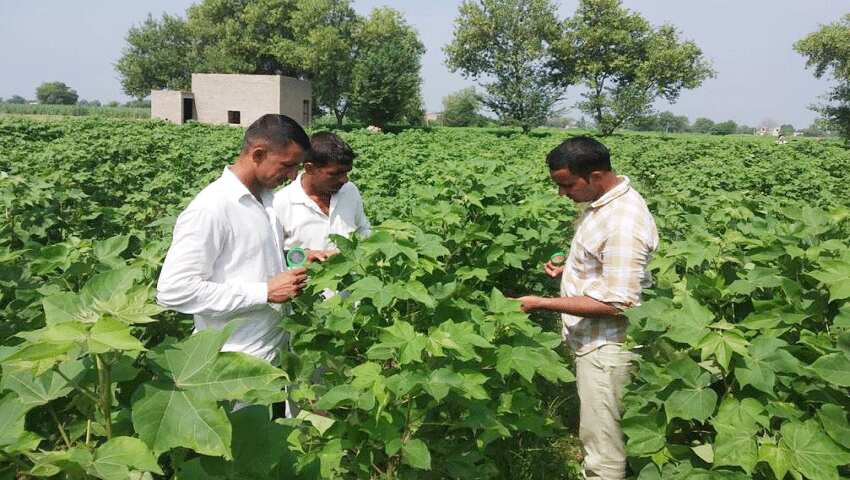 नहीं कराया है फसल का बीमा तो फौरन करा लें, 31 जुलाई है आखिरी तारीख