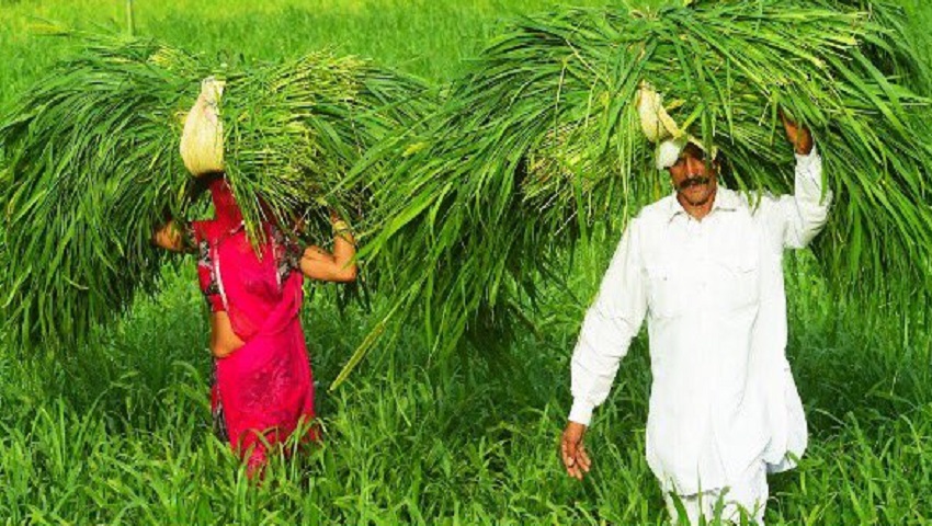 E-Peek Pahani ऐप पर मिलेगा किसानों की हर समस्या का समाधान, जानें पूरी डिटेल