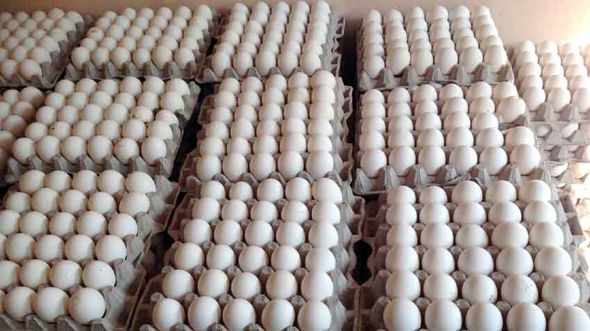 अन अंडा के पैकेट पर दर्ज होगी एक्सपायरी, कोल्ड स्टोरेज से निकलने के 13 दिन के बाद...-Expiry will be recorded on the packet of eggs, after 13 days of leaving cold storage...