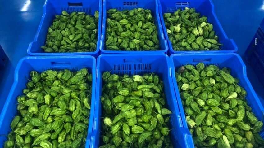 नागालैंड की खास 'Raja Mircha' को पहली बार लंदन किया गया एक्सपोर्ट, DRDO बना चुका है इससे 'मिर्ची बम'