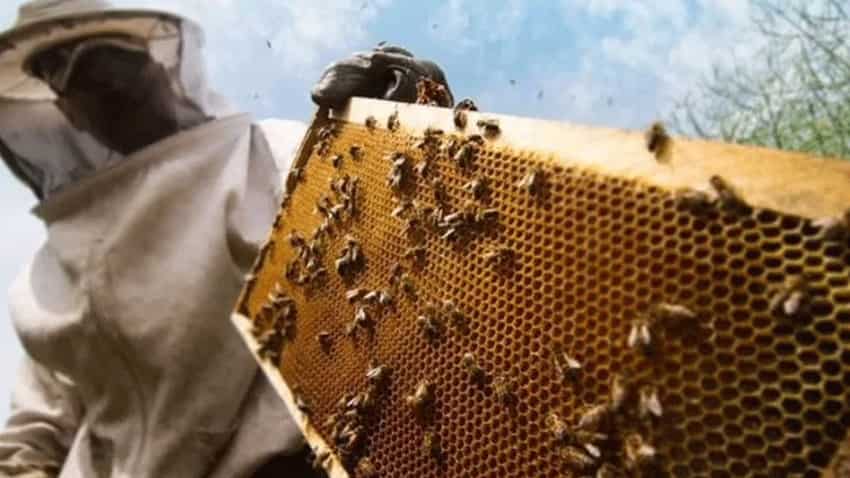 मधुमक्खी पालन बिजनेस