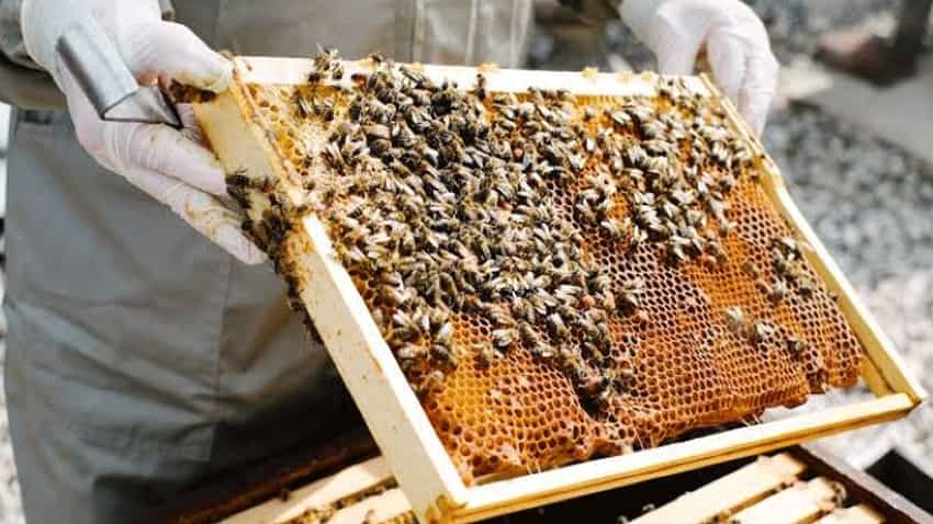 जानें कैसा है Beekeeping का मार्केट?