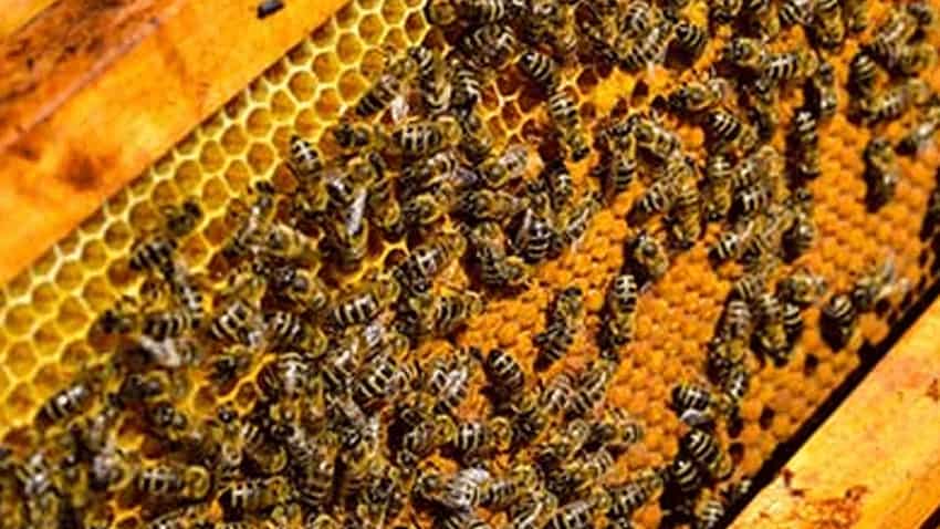 मधुमक्खी पालन पर 85% तक सब्सिडी देगी सरकार