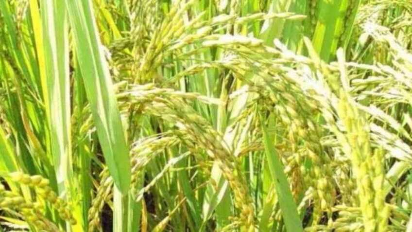 Chinnor Rice GI Tag: इस राज्य के चिन्नौर चावल को मिला जीआई टैग, लाखों ...