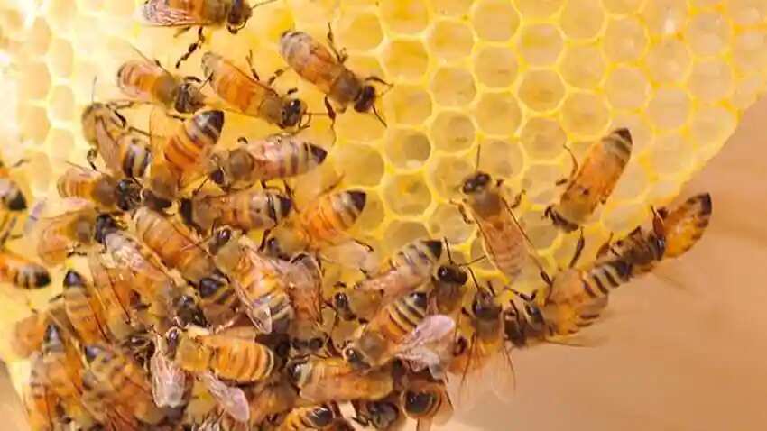 क्या है मधुमक्खी पालन का कारोबार?