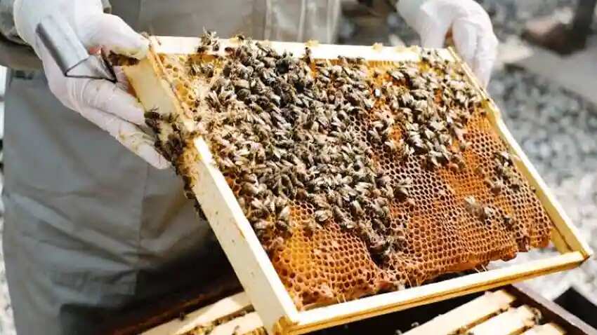 कैसे शुरू करें मधुमक्खी पालन का बिजनेस