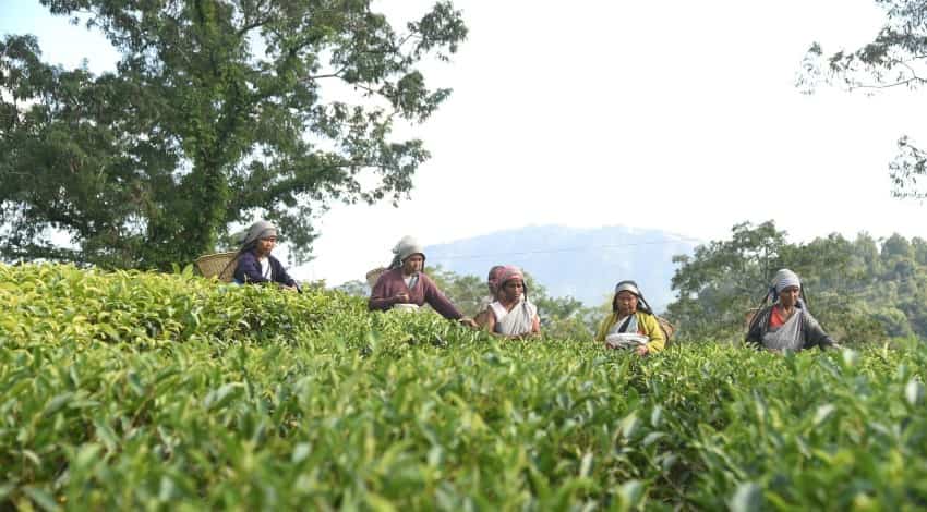 भारत में घटिया क्वालिटी के चाय के आयात पर लगेगी लगाम, सरकार ने जारी की गाइडलाइंस