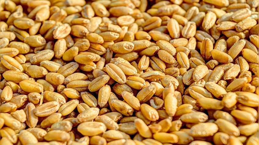 Wheat Exports: भारत ने गेहूं के एक्सपोर्ट पर तुरंत प्रभाव से लगाई रोक, कीमत कंट्रोल करने के लिए सरकार का बड़ा फैसला