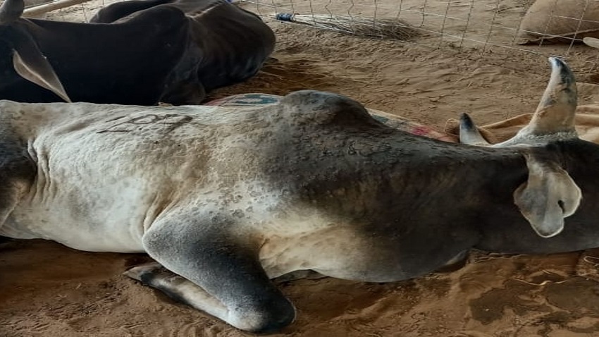Lumpy Virus: गाय-भैंस में मिला ये जानलेवा वायरस! क्या हैं लक्षण, कैसे फैल रही है बीमारी, क्या हैं बचाव के तरीके?