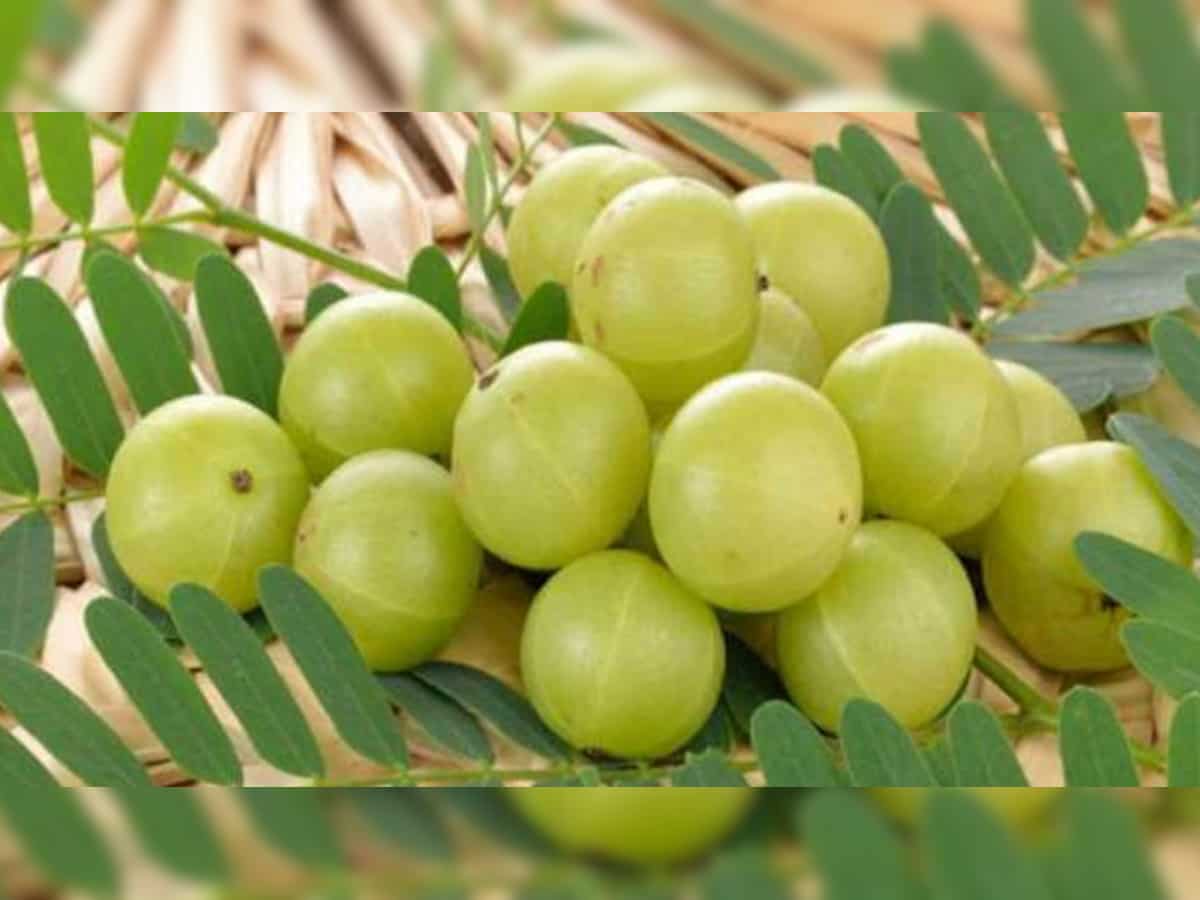 Amla Benefits and Side Effects आयुर्वेद में वरदान माना गया है आंवला, लेकिन इन लोगों को नहीं