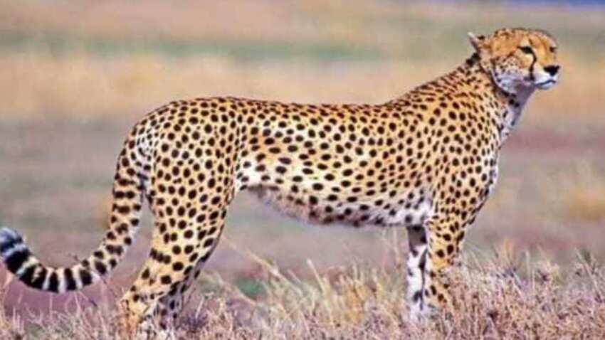 Cheetah in India: पूरे भारत में चीते के लिए कूनो नेशनल पार्क को ही क्‍यों  चुना गया ?| Zee Business Hindi